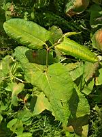 Renouee du Japon - Fallopia japonica (prise a Caluire)(2)